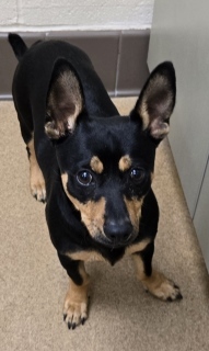 Dodger, Adult Male unknown