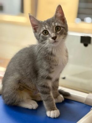 Mario, Baby Male Domestic Short Hair
