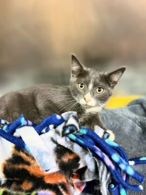 Bubblegum, Baby Male Domestic Short Hair