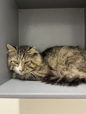 Preston FKA Cat 7, Adult Male Domestic Medium Hair