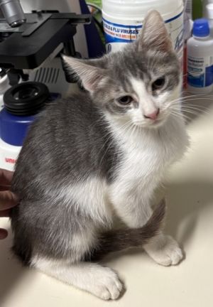 Carly, Baby Female Domestic Short Hair
