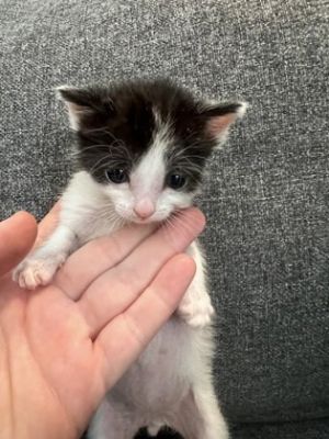 Otis, Baby Male Domestic Short Hair