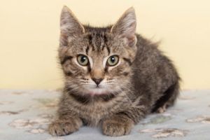 Swedish Chef, Baby Male Domestic Short Hair