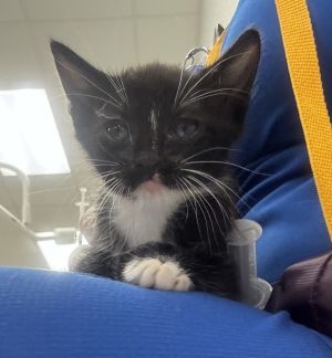 Fulgrim, Baby Male Domestic Short Hair