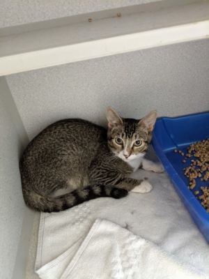 Biggie, Young Male Domestic Short Hair