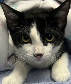 Nala, Young Female Domestic Short Hair