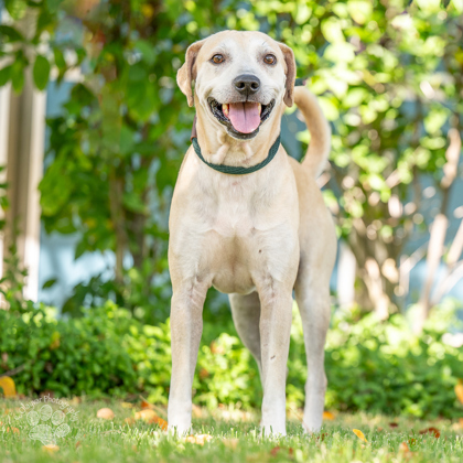 Koa, an adoptable Pit Bull Terrier, Mixed Breed in Honolulu, HI, 96826 | Photo Image 1