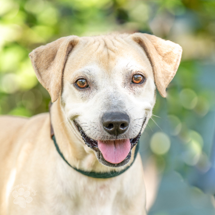 Koa, an adoptable Pit Bull Terrier, Mixed Breed in Honolulu, HI, 96826 | Photo Image 2