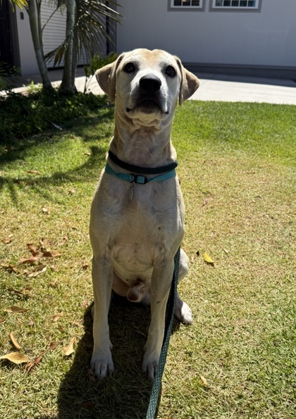 Koa, an adoptable Pit Bull Terrier, Mixed Breed in Honolulu, HI, 96826 | Photo Image 3