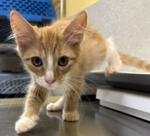 58827798, Baby Male Domestic Medium Hair