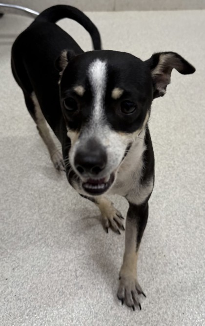 Jax, an adoptable Chihuahua, Mixed Breed in Honolulu, HI, 96826 | Photo Image 1