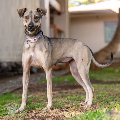 Gardenia, an adoptable Hound, Mixed Breed in Honolulu, HI, 96826 | Photo Image 1