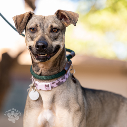 Gardenia, an adoptable Hound, Mixed Breed in Honolulu, HI, 96826 | Photo Image 2