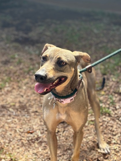 Gardenia, an adoptable Hound, Mixed Breed in Honolulu, HI, 96826 | Photo Image 3