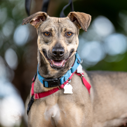 Gardenia, an adoptable Hound, Mixed Breed in Honolulu, HI, 96826 | Photo Image 3