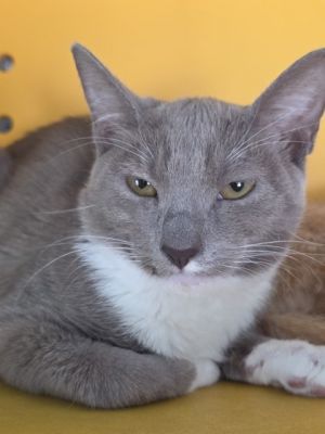 Big Sis, Baby Female Domestic Short Hair