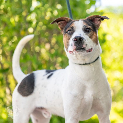Kubo, an adoptable Mixed Breed in Honolulu, HI, 96826 | Photo Image 1