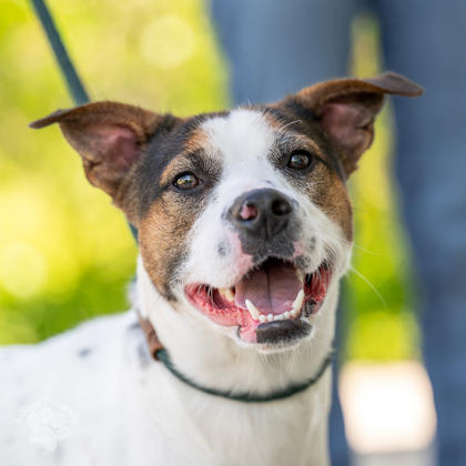 Kubo, an adoptable Mixed Breed in Honolulu, HI, 96826 | Photo Image 2