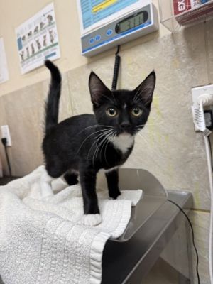 58853673, Baby Female Domestic Short Hair