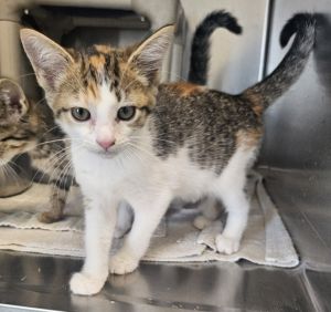 Kaden, Baby Male Domestic Short Hair