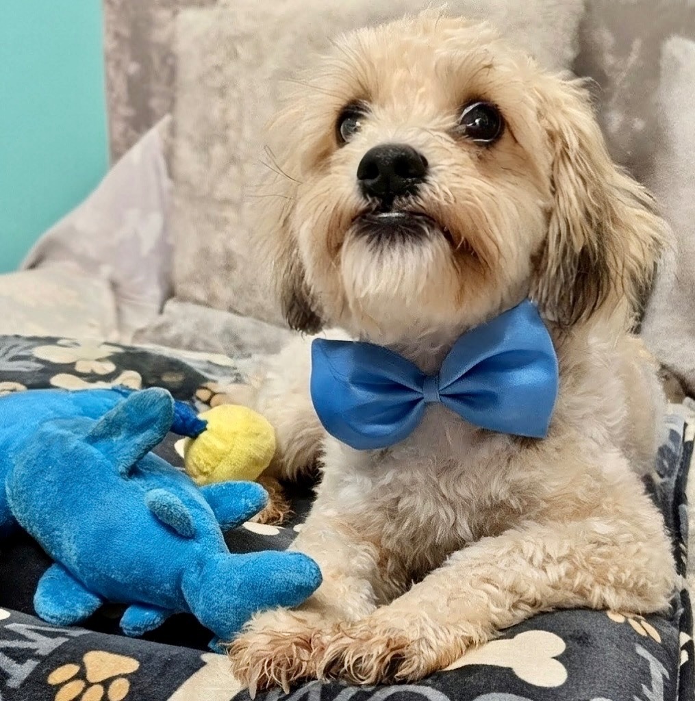Newton-7 month old puppy!, an adoptable Havanese, Lhasa Apso in Fort Myers, FL, 33912 | Photo Image 1
