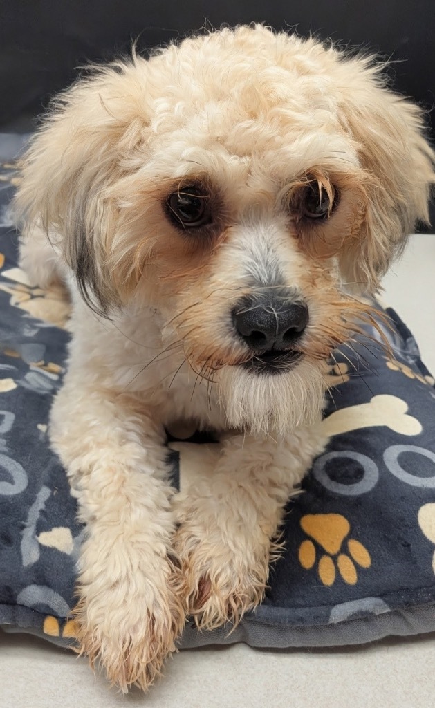 Newton-7 month old puppy!, an adoptable Havanese, Lhasa Apso in Fort Myers, FL, 33912 | Photo Image 2