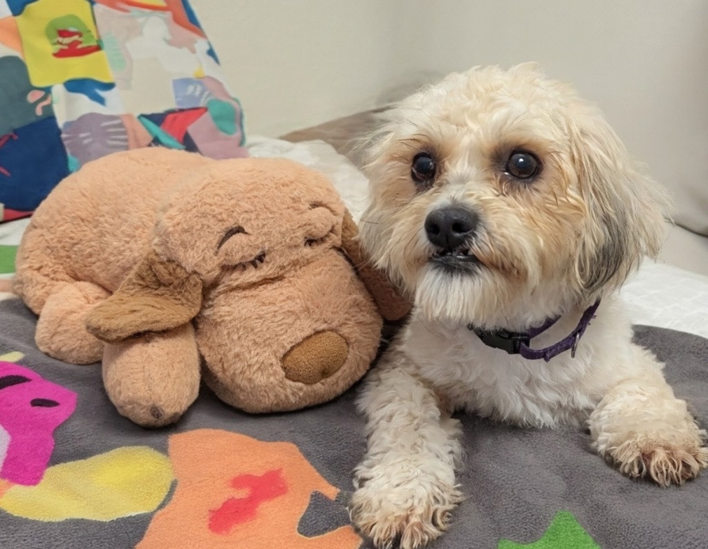 Newton-7 month old puppy!, an adoptable Havanese, Lhasa Apso in Fort Myers, FL, 33912 | Photo Image 3