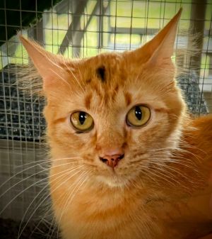 Coral Reef, Adult Female Domestic Long Hair
