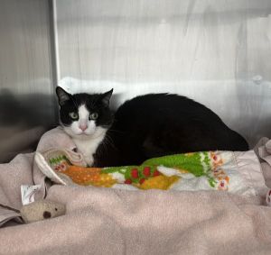Grilled Cheese, Adult Male Domestic Short Hair