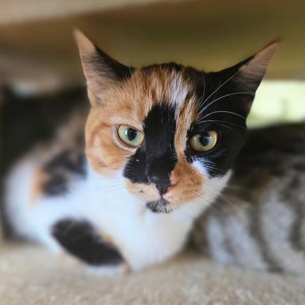 Mya