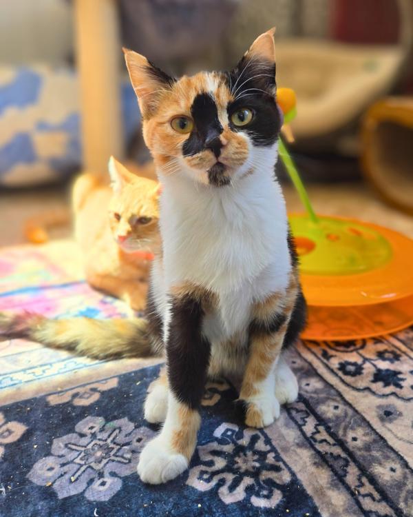 Mya