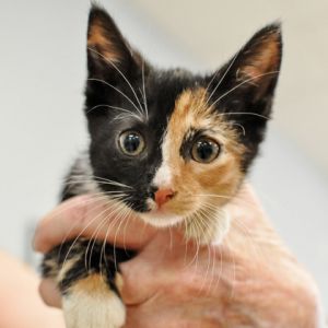 Leia, Baby Female Domestic Short Hair