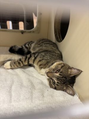 Finn, Baby Male Domestic Short Hair