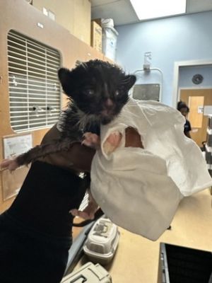 Moon, Baby Male Domestic Short Hair