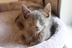 Rosalie, Baby Female Domestic Short Hair