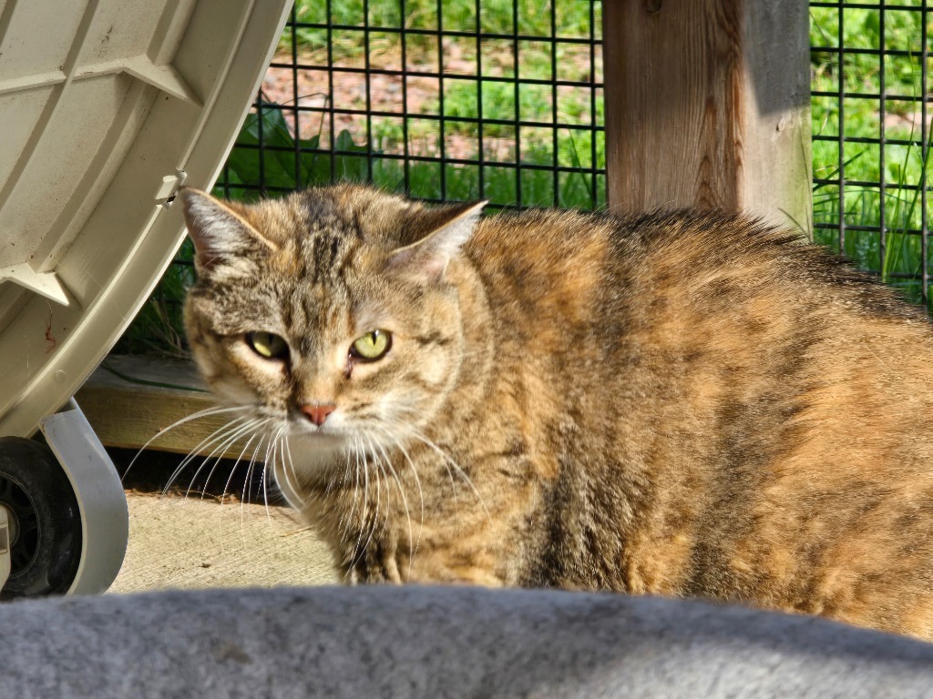 Kibby Kibby, an adoptable Domestic Short Hair in Ashland, WI, 54806 | Photo Image 1