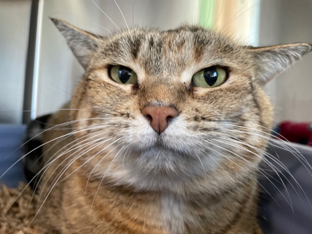Kibby Kibby, an adoptable Domestic Short Hair in Ashland, WI, 54806 | Photo Image 2