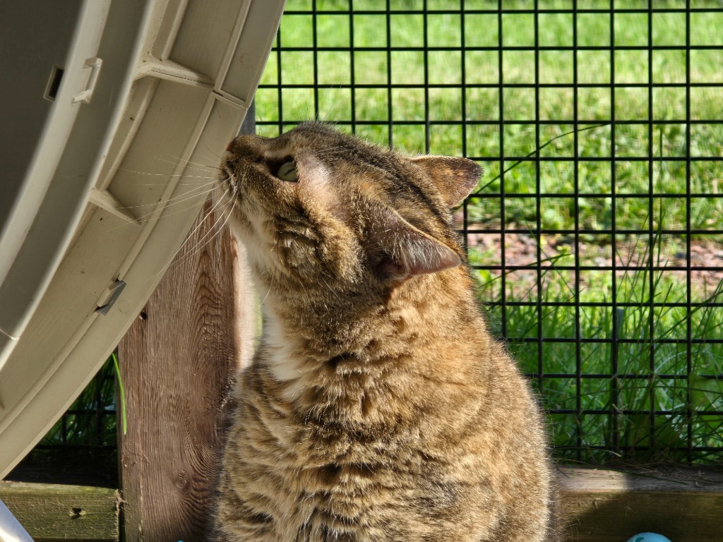 Kibby Kibby, an adoptable Domestic Short Hair in Ashland, WI, 54806 | Photo Image 3