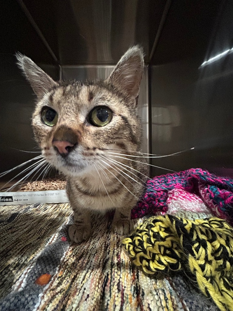 Leo Ballzack BUTTERNUT, an adoptable Domestic Short Hair in Ashland, WI, 54806 | Photo Image 1
