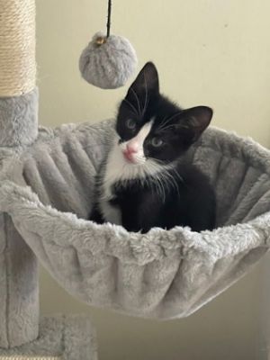 Yzma, Baby Female Domestic Short Hair