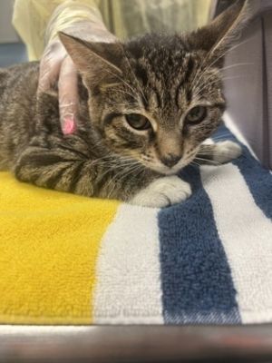Shauna, Baby Female Domestic Short Hair