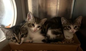 Ringlet, Baby Male Domestic Short Hair