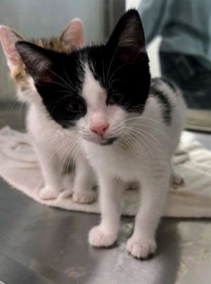 Cookie, Baby Male Domestic Short Hair