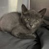 Sheba photo 1