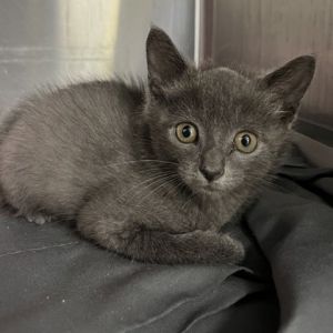Sheba, Baby Female Domestic Short Hair
