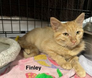 Finley, Baby Male Domestic Short Hair