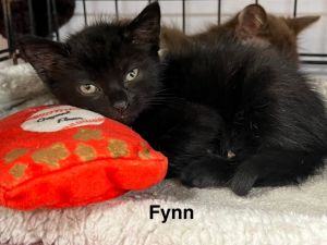 Flynn, Baby Male Domestic Short Hair