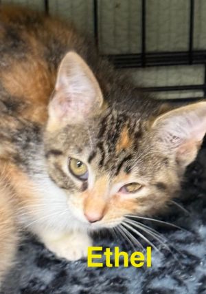 Ethel, Baby Female Domestic Short Hair