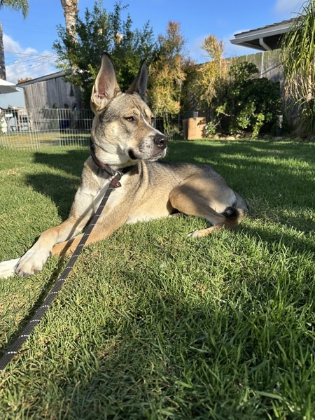 Tater