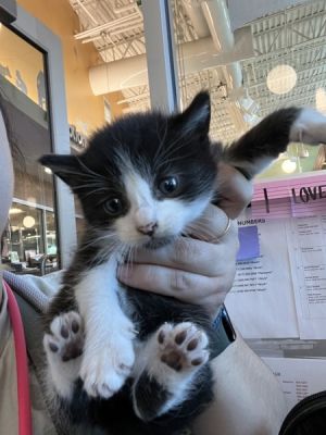 Hayes, Baby Male Domestic Short Hair